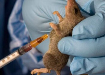 Lassa Fever: Kwara Govt Threatens Sanctions Against Food Processors, Street Vendors Over Poor Hygiene