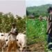 Farmers, Herders Sign 25 Peace Pacts to End Violence in Plateau Communities