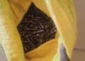 Police Arrest Suspect with 800 Rounds of Ammunition in Zamfara